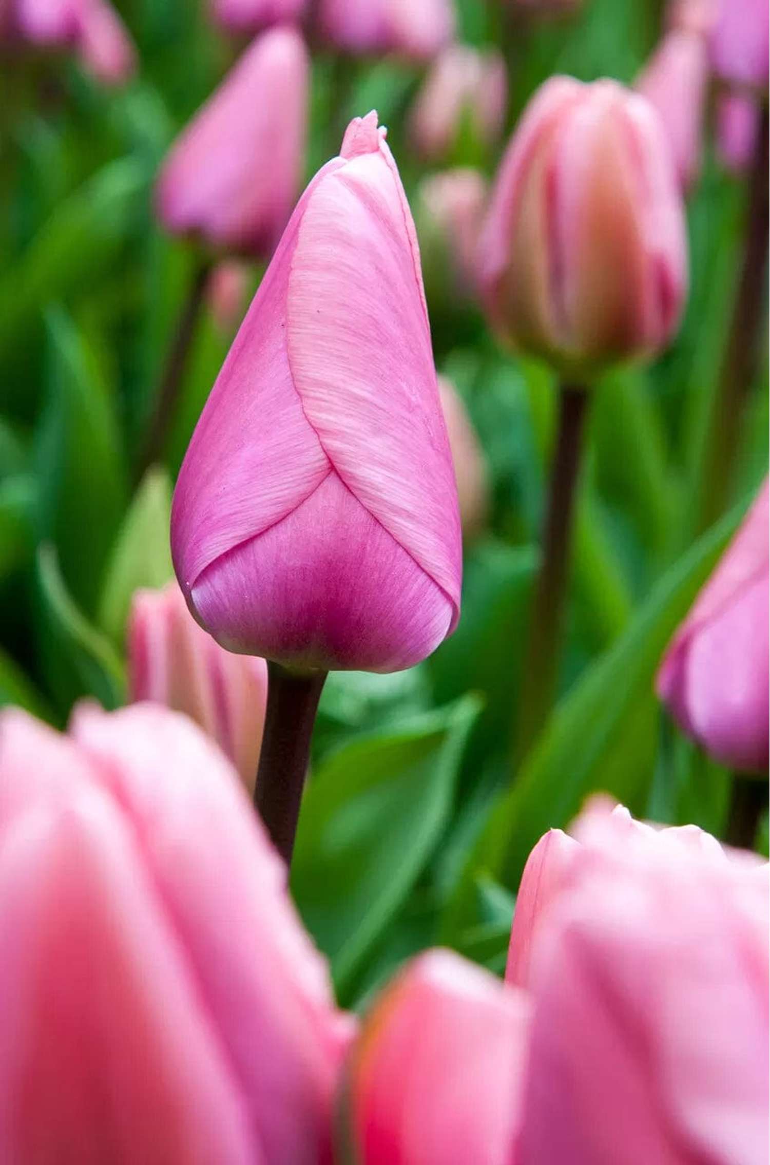 Tulppaani 'Big Love'